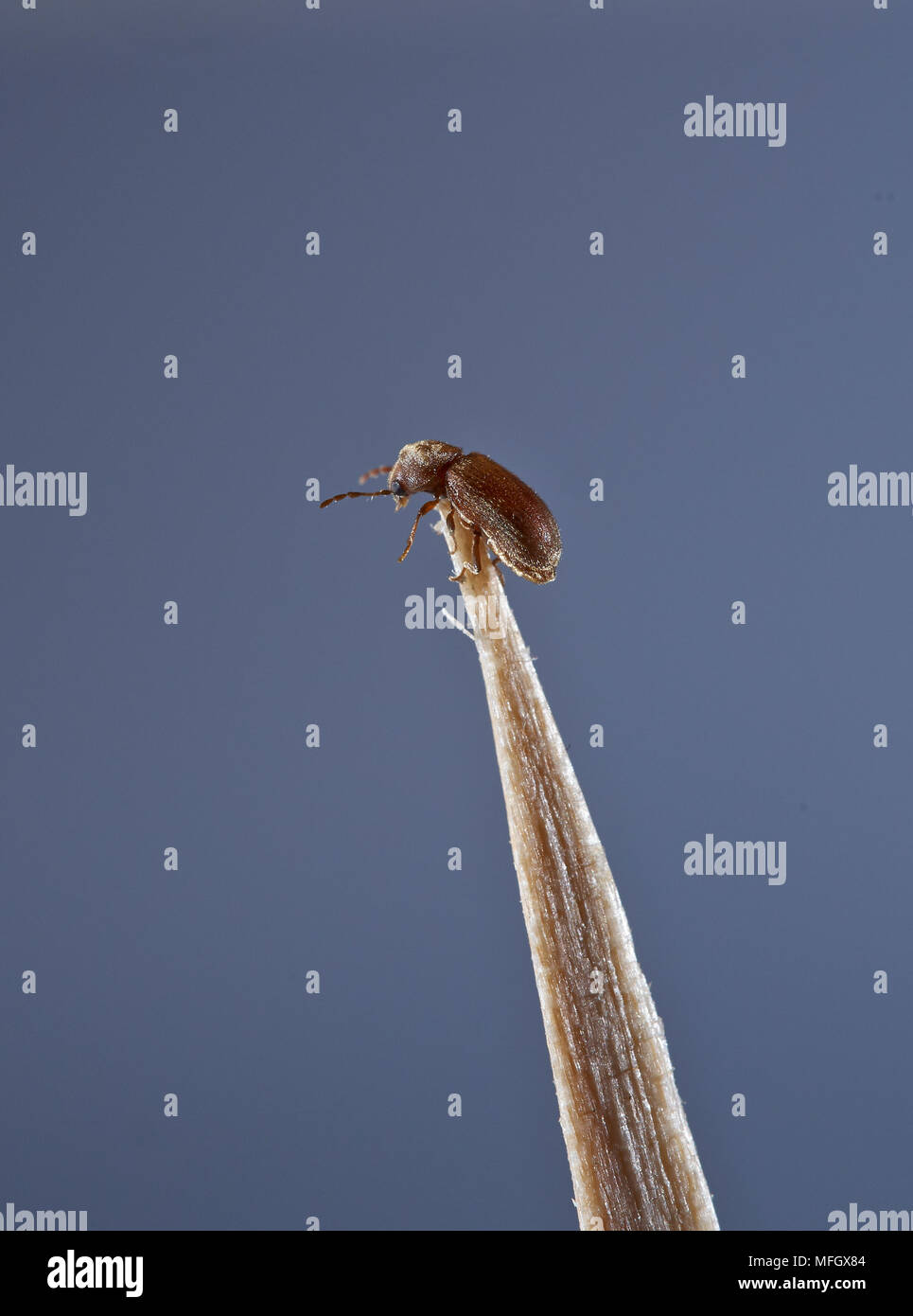 WOODWORM Golf Polo ou des parasites communs du mobilier (Anobium punctatum) Sussex, UK Banque D'Images