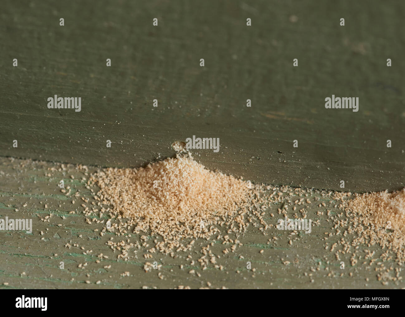 Signe de WOODWORM Golf Polo ou le mobilier asiatique (Anobium punctatum) (notez le trous de 1/8 de pouce et de poussière ou de résidus produits par les larves) Banque D'Images