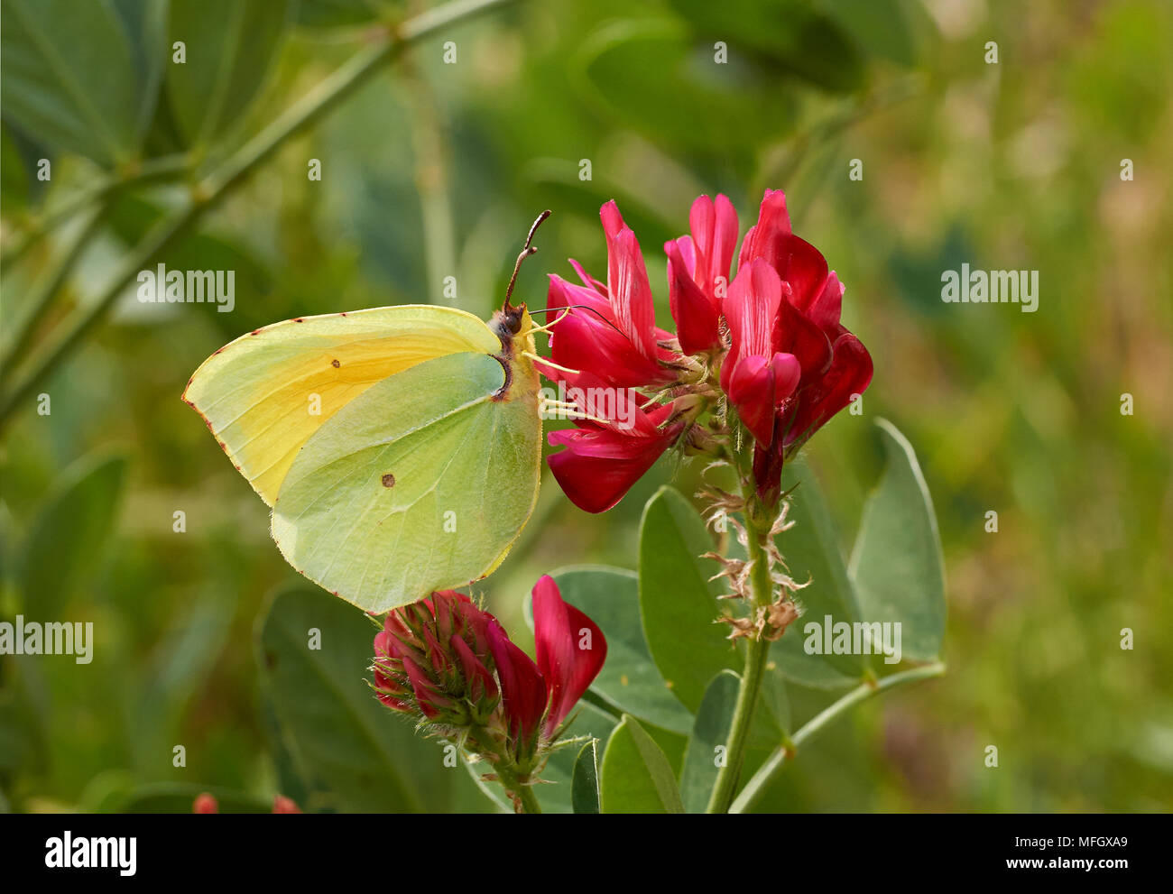 (Gonepteryx cleopatra CLEOPATRA BUTTERFLY) mâle Menorca Banque D'Images