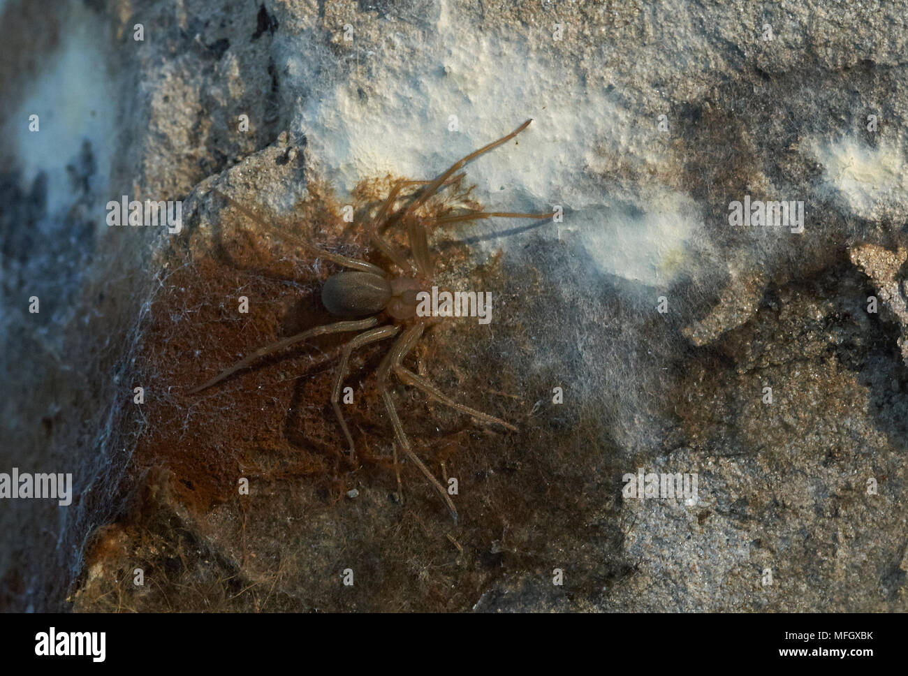 Araignée RECLUSE MÉDITERRANÉEN (Loxosceles rufescens) Menorca une araignée très dangereux trouvés rôdant sous stone Banque D'Images