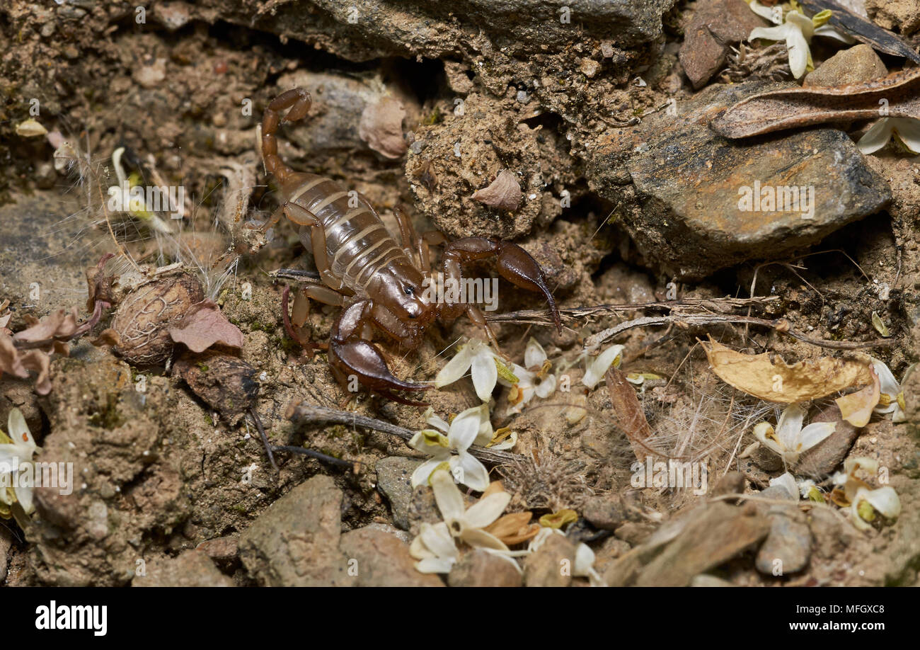 (SCORPION Euscorpius balearicus) Menorca Banque D'Images