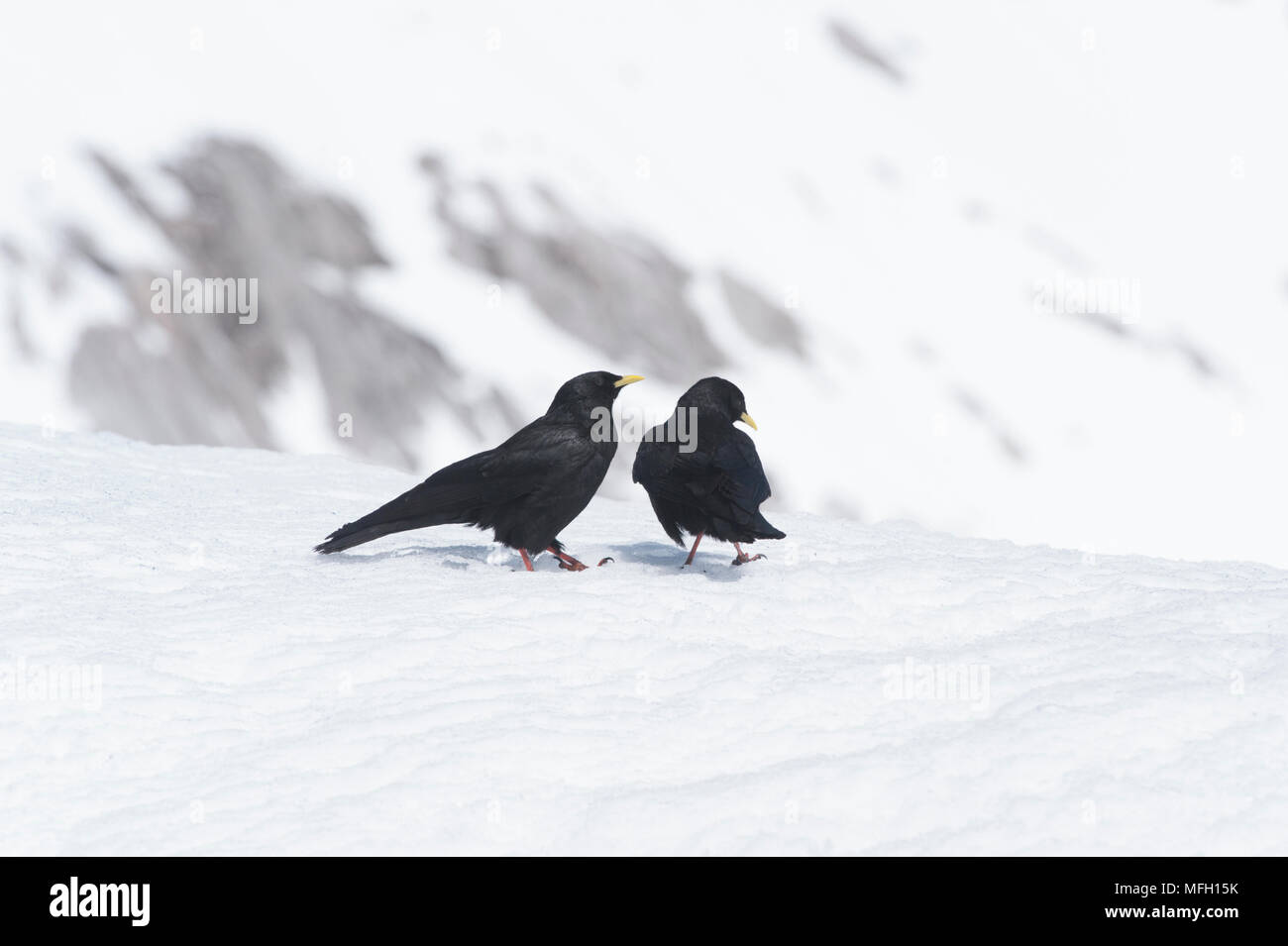 Une paire d'Alpine Chough Crave ou Yellow-Billed (Pyrrhocorax graculus), Bavaria, allemands et autrichiens, Alpes Banque D'Images