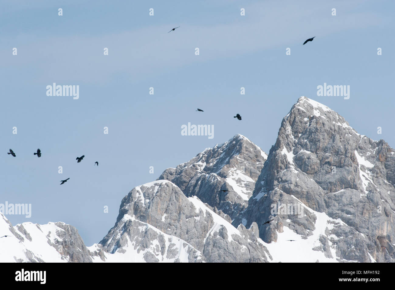 Crave Crave alpin ou Yellow-Billed (Pyrrhocorax graculus),,en vol, la Bavière, l'allemand et l'Alpes autrichiennes Banque D'Images