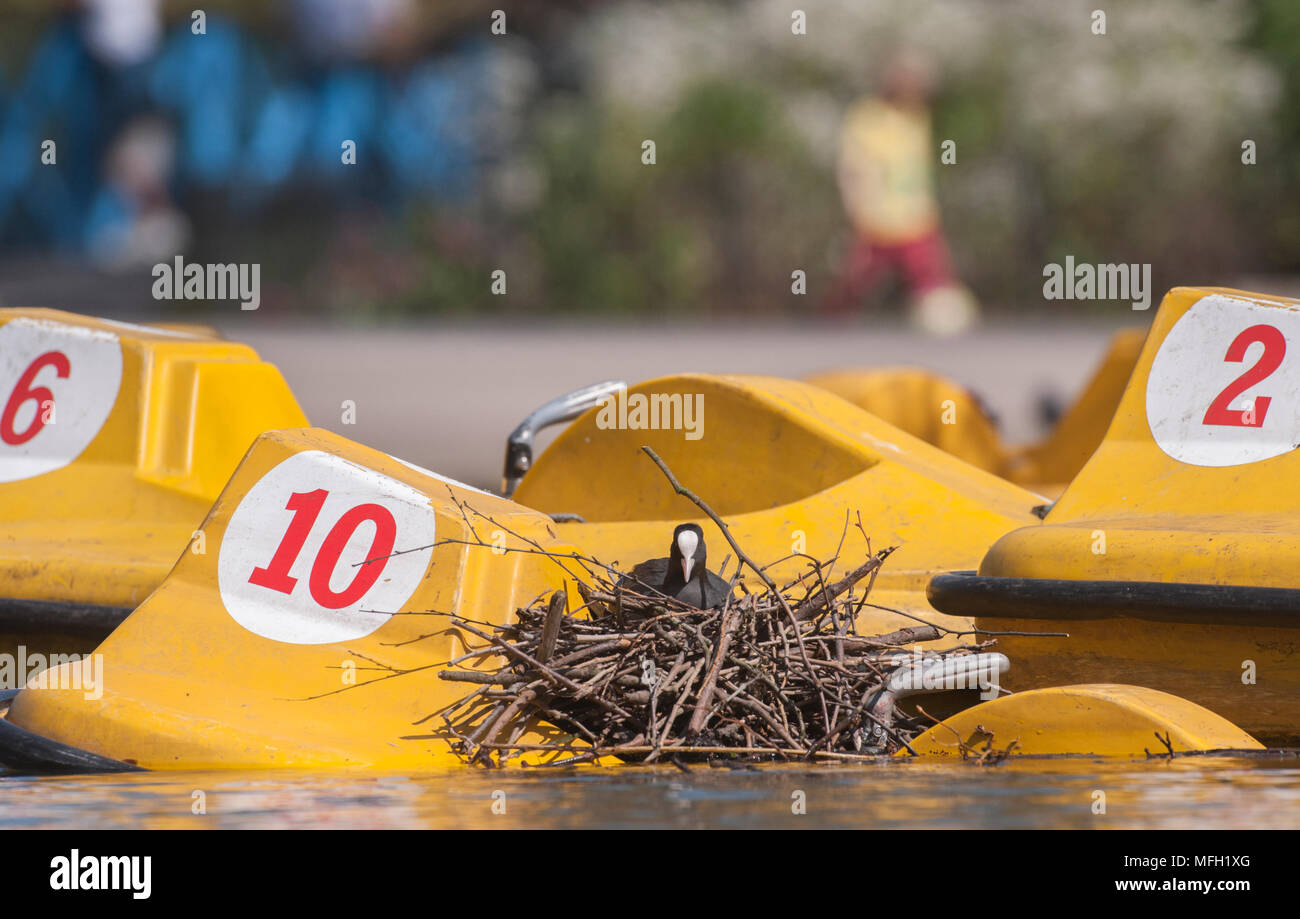Foulque ou Foulque macroule (Fulica atra), adulte oiseau posé sur nid construit sur un bateau à aubes dans le lac de plaisance à Regent's Park, London, Royaume-Uni, Banque D'Images