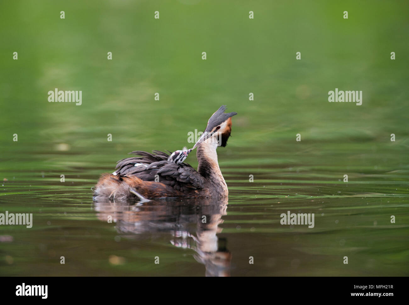 Grèbe huppé (Podiceps cristatus), l'alimentation à l'arrière de poussins, Regent's Park, London, Royaume-Uni, Iles britanniques Banque D'Images