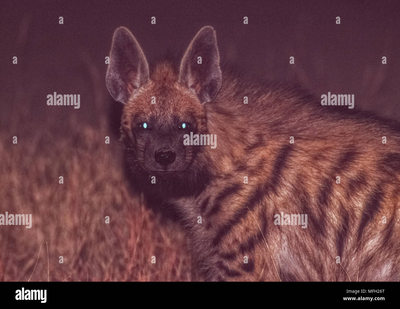 Hyène rayée, indiennes (Hyaena hyaena), de nuit, Velavadar National Park, Gujarat, Inde Banque D'Images