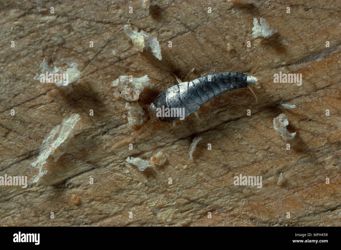 Les Lepismes Lepisma Saccharina Mangeant Du Pain Sur Du Pain Pension Photo Stock Alamy