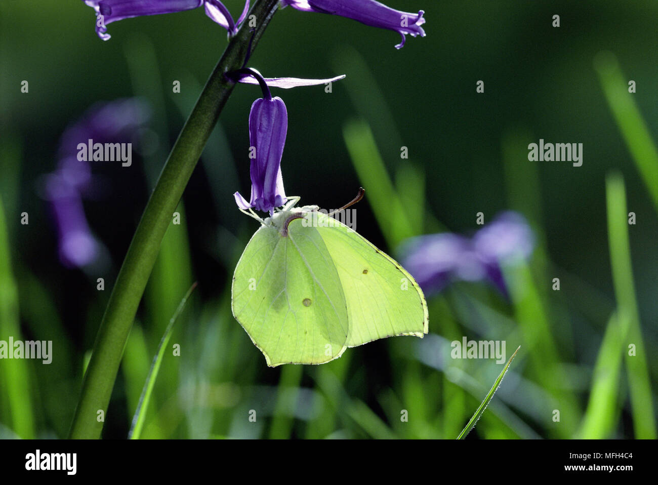 BRIMSTONE BUTTERFLY Gonepteryx rhamni sur Bluebell, ailes fermées Banque D'Images