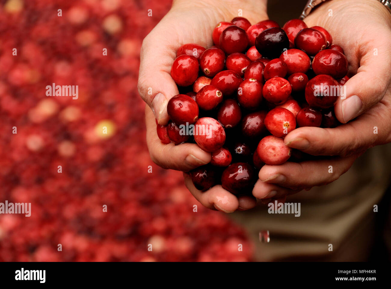 Travailleur Bog montre une poignée de mouille des canneberges fraîches. Une seule goutte tombe. Banque D'Images