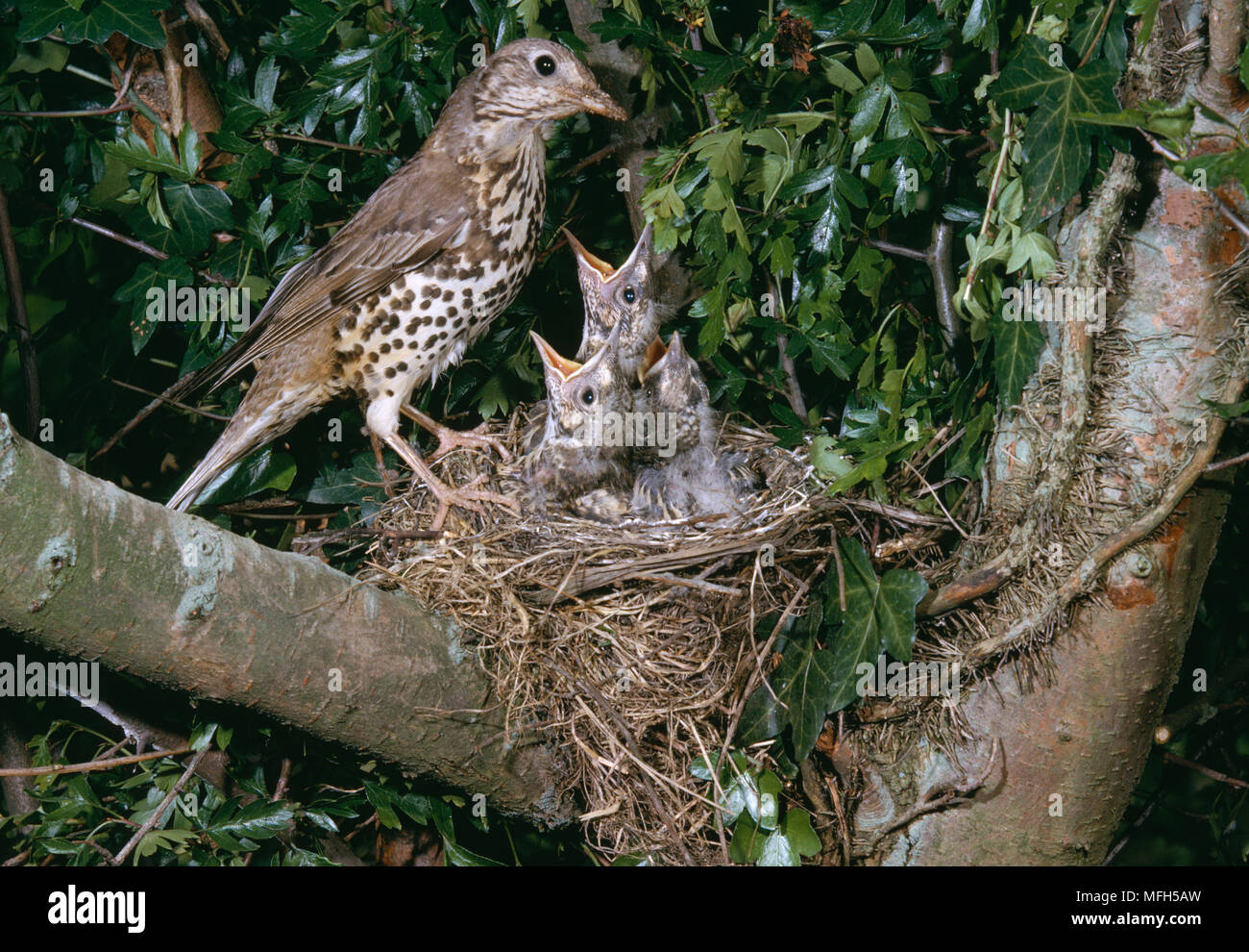 MISTLE THRUSH Turdus viscivorus au nid Banque D'Images