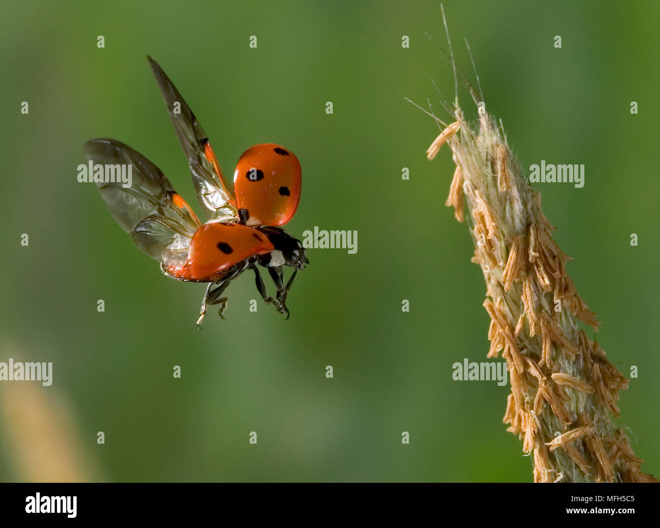 7-SPOT LADYBIRD Coccinella septempunctata taking off Banque D'Images