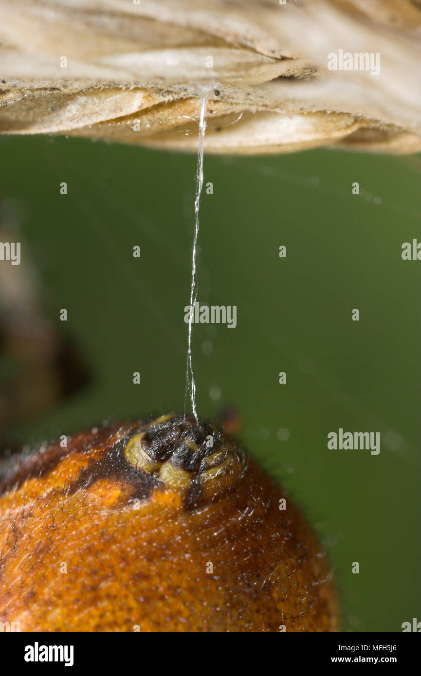 SPIDER WEB ORB-produisant la soie de filières Araneus quadratus Sussex, UK Banque D'Images