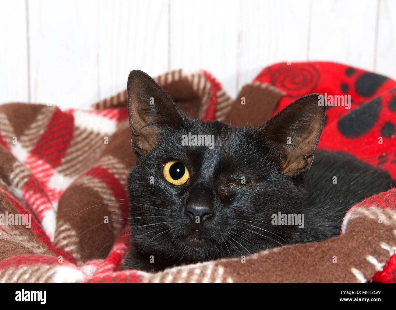 Petit Chaton Noir Avec Lesion Traumatique De L Oeil Gauche Oeil Manquant Ferme En Croute Avec Exsudat Jaune Autour De La Plaie Pose Dans Des Couvertures A Cautiou Photo Stock Alamy