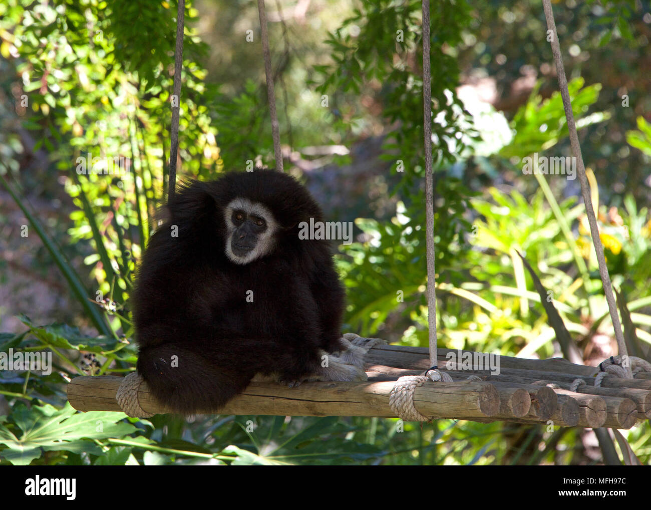 Remis Gibbon blanc assis sur une balançoire. Il s'agit d'un primate en voie de disparition dans la famille gibbon Hylobatidae,. C'est l'un des plus connus et Gibbons Banque D'Images