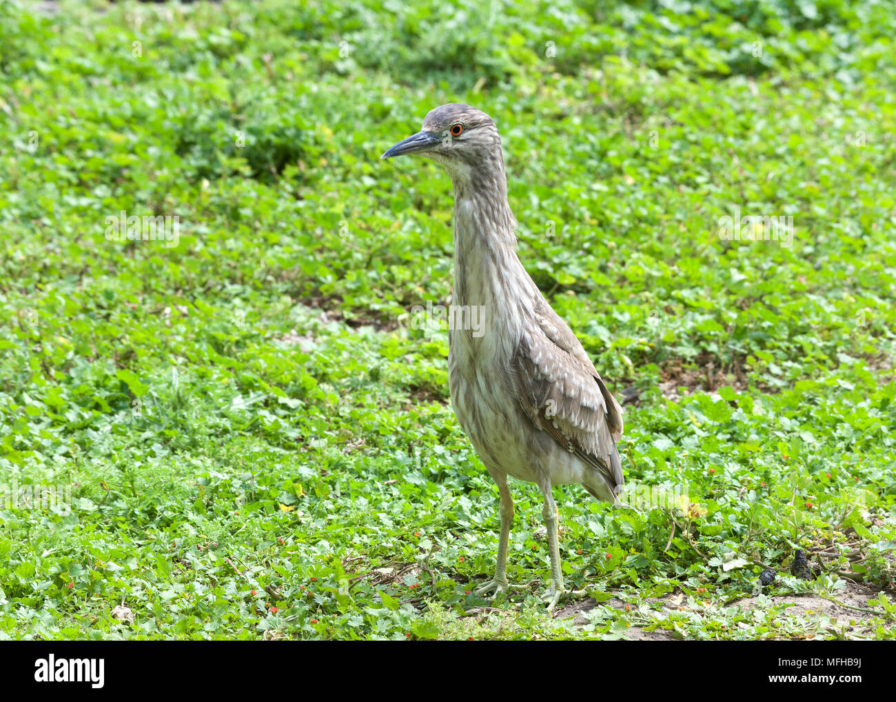 Bihoreau Gris Noir Juvénile Debout Attentivement Dans L