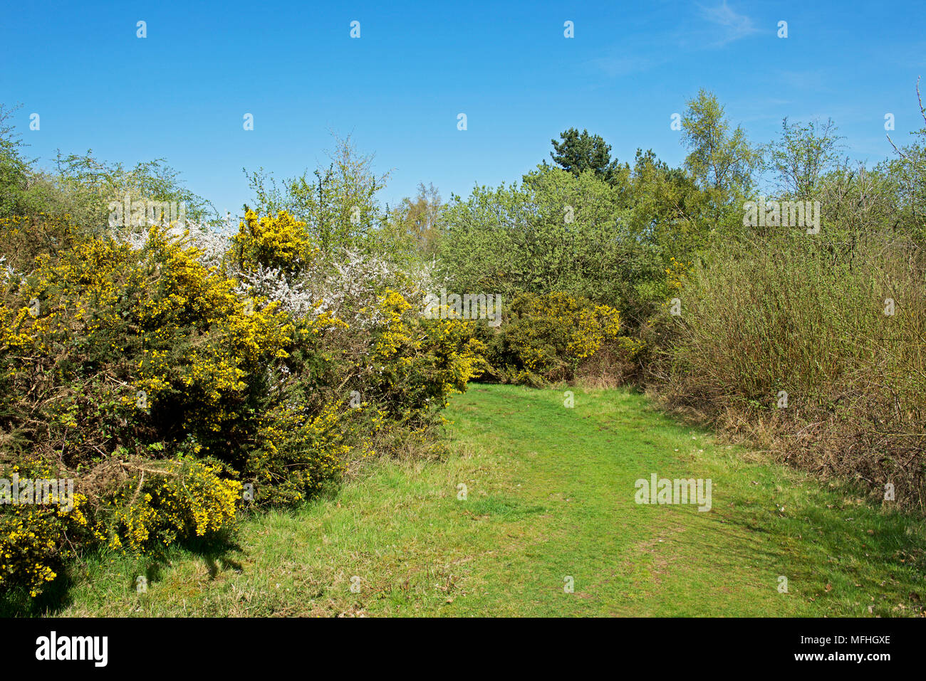 Fingringhoe Wick, une réserve naturelle de fiducie de la faune d'Essex, Essex, Angleterre Royaume-uni Banque D'Images