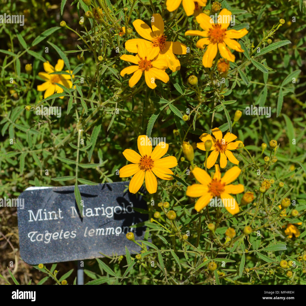 Fleurs de menthe marigold dans un jardin avec un signe, groupe de fleurs jaunes, nature Banque D'Images