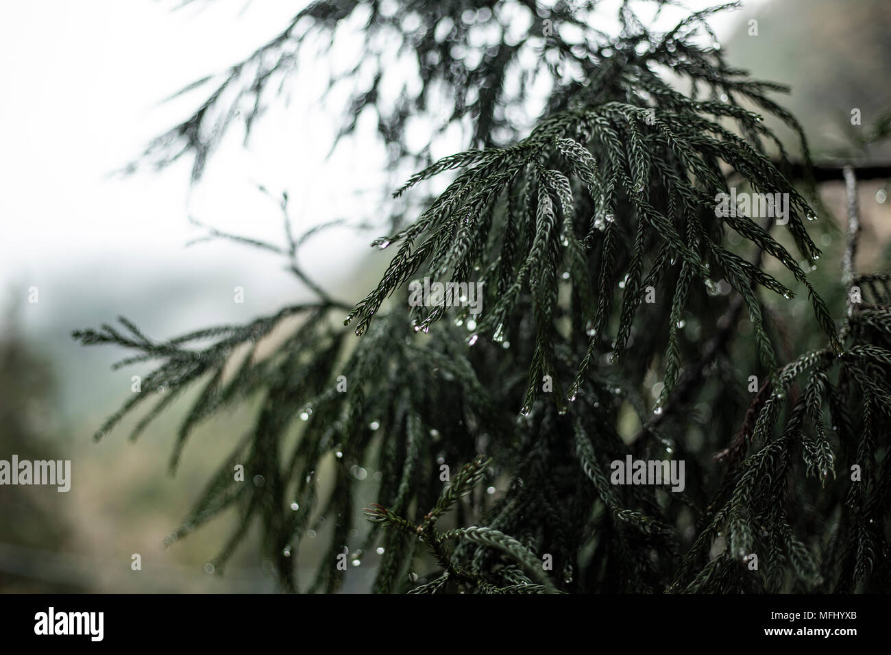 Branches vert moussu avec gouttes de pluie Banque D'Images