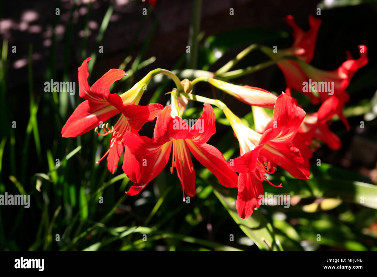Iris rouge d'hiver, une plante trouvée dans les zones tempérées de l'hémisphère Nord, de l'Europe à l'Asie et en Amérique du Nord Banque D'Images