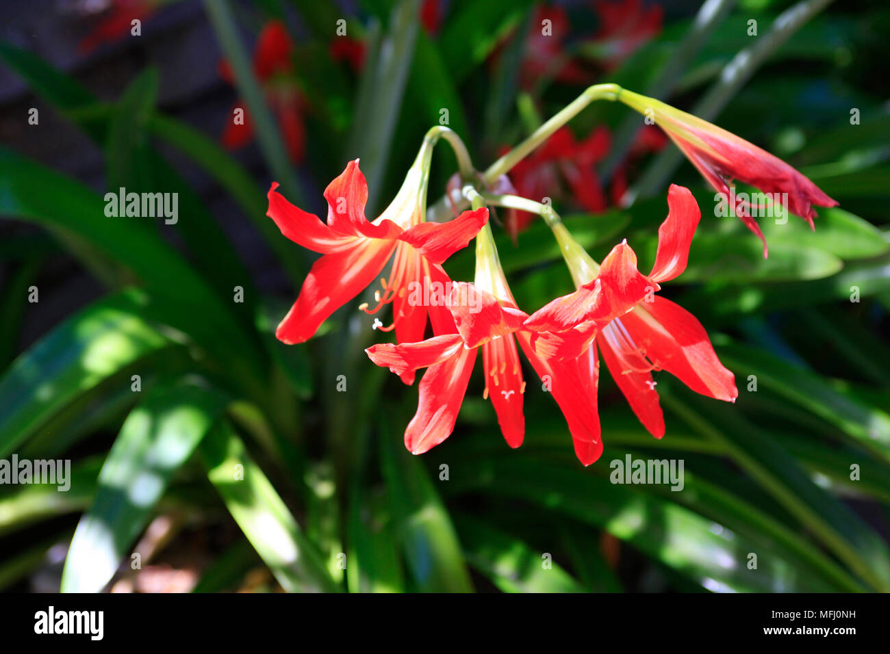 Iris rouge d'hiver, une plante trouvée dans les zones tempérées de l'hémisphère Nord, de l'Europe à l'Asie et en Amérique du Nord Banque D'Images