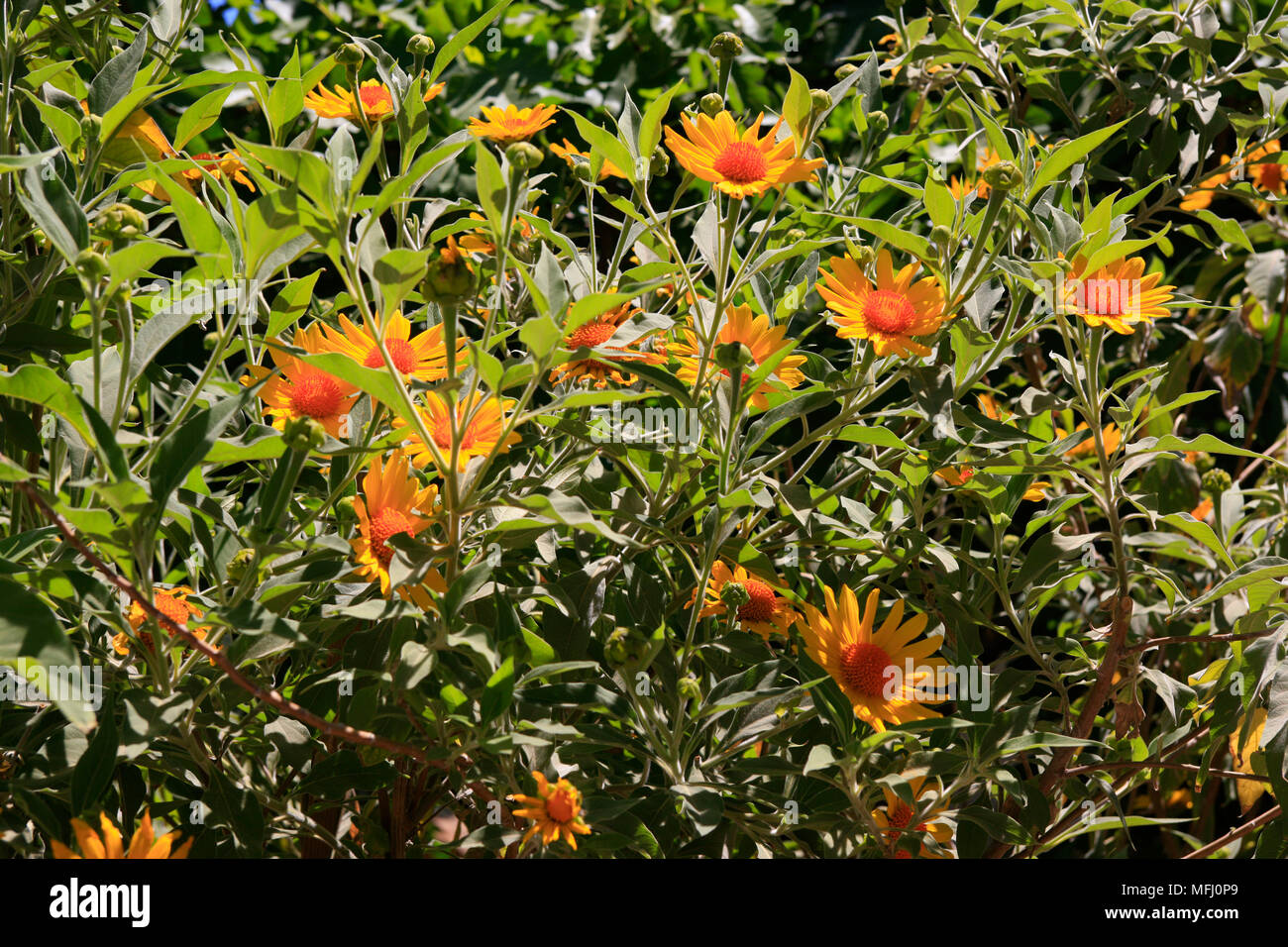 Gerbera Daisy Daisy Transvaal ou avec de nombreuses variétés cultivées partout dans le monde vu dans l'Arizona USA Banque D'Images