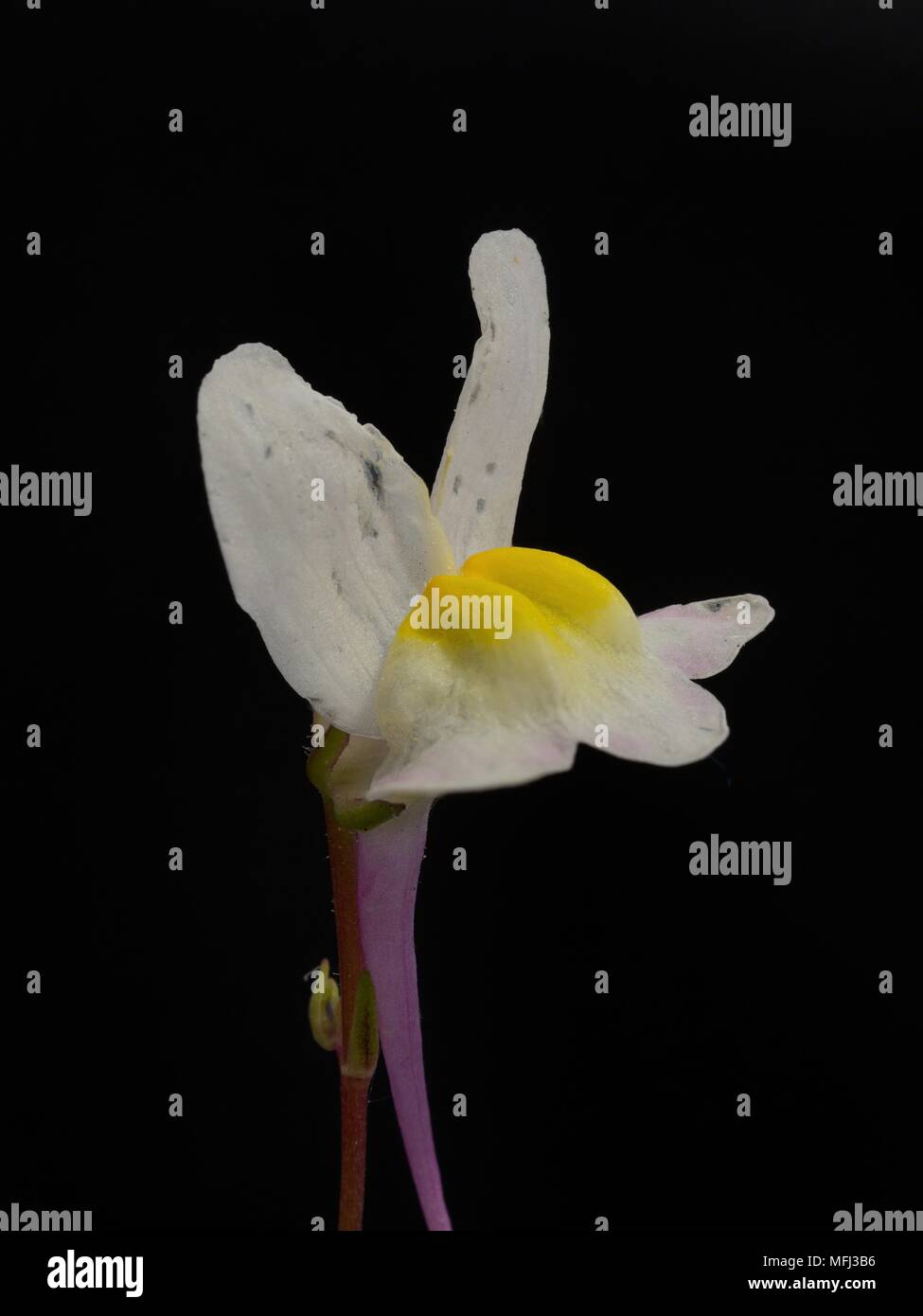 Houston TX USA - 02/27/2018 - TX Wild Flowers White 2 photo empilé avec 35 images Banque D'Images