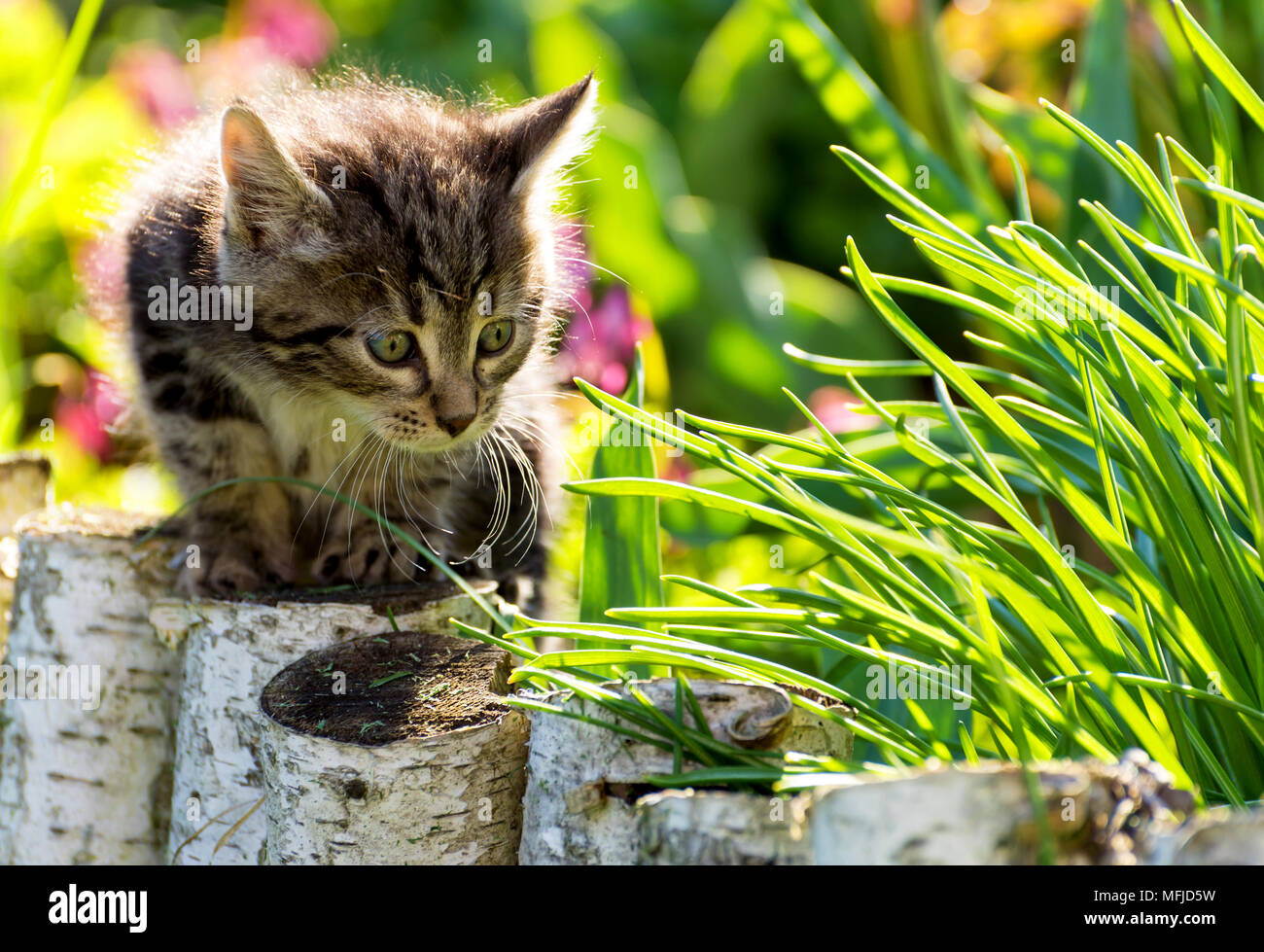 Tabby chaton dans l'herbe verte portrait en extérieur Banque D'Images