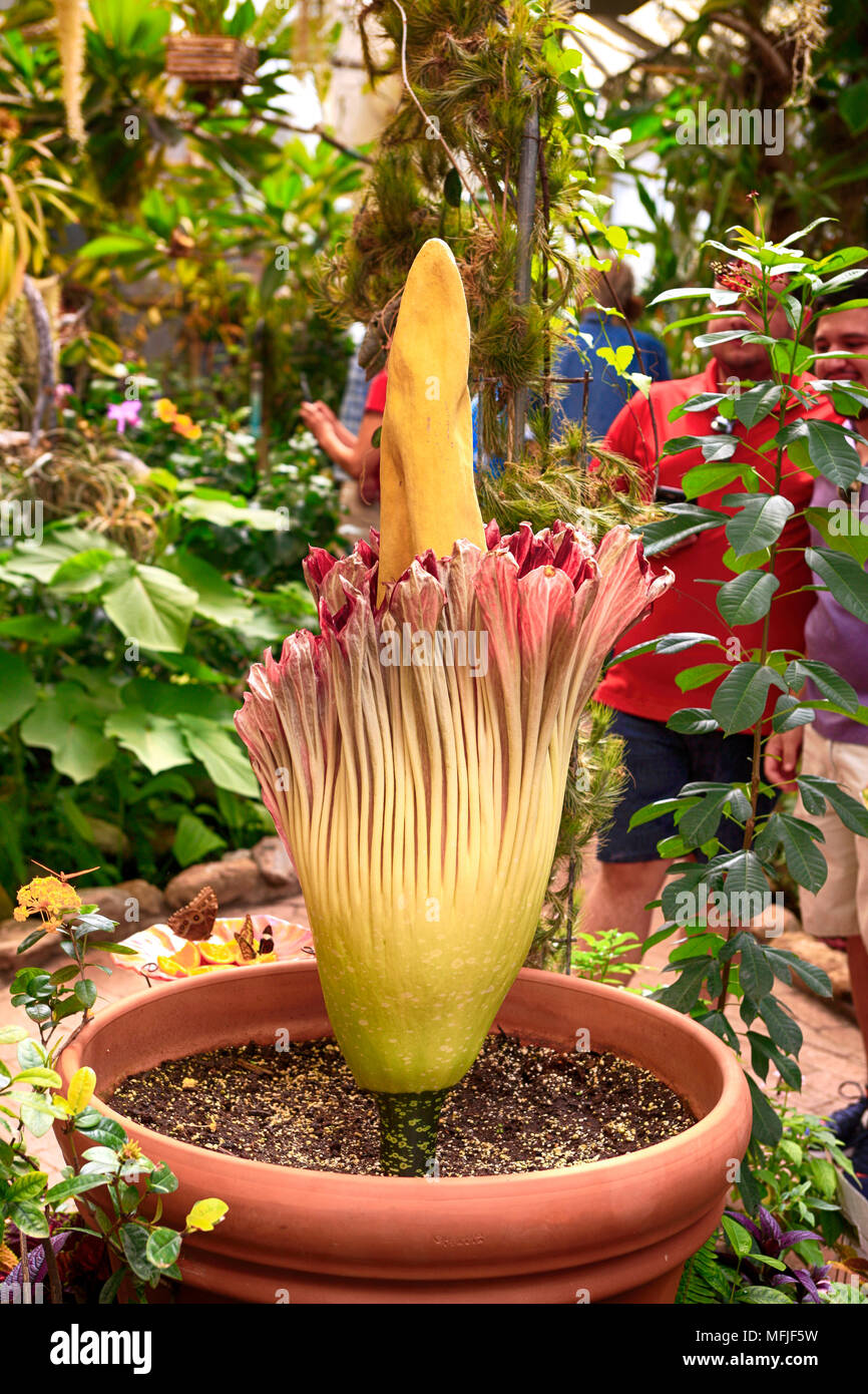 Floraison Rare Fleur Cadavre également connu sous le nom de l'arum titan au Jardin botanique de Tucson en Arizona Banque D'Images