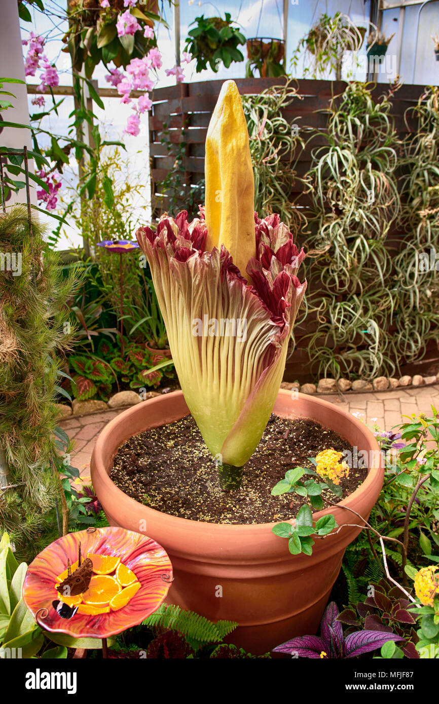 Floraison Rare Fleur Cadavre également connu sous le nom de l'arum titan au Jardin botanique de Tucson en Arizona Banque D'Images