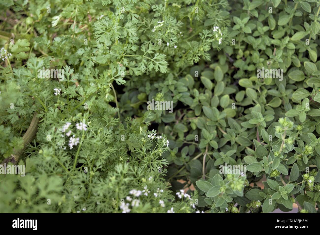 Plantes de jardin Banque D'Images