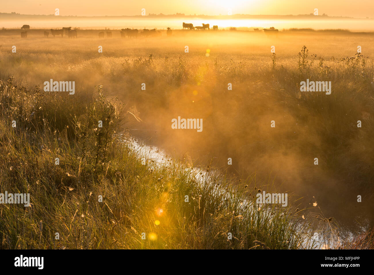 Vue sur les zones du pâturage côtières au lever du soleil, l'habitat de marais Marais Elmley National Nature Reserve, à l'île de Sheppey, Kent, Angleterre, Royaume-Uni, Europe Banque D'Images