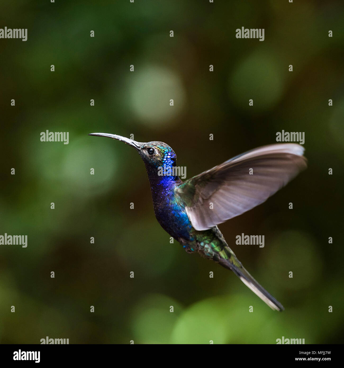 Hummingbird dans la Forêt Nuageuse de Monteverde, province de Puntarenas, Costa Rica, Amérique Centrale Banque D'Images