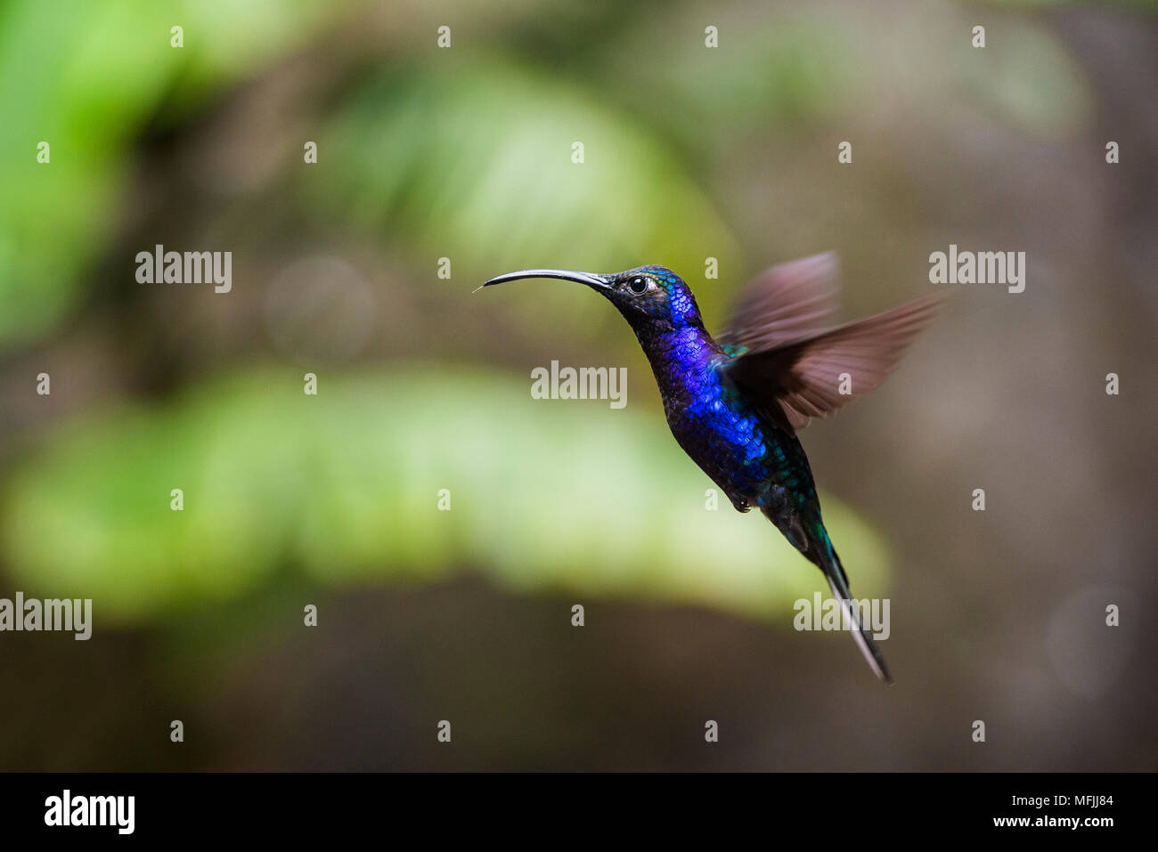 Hummingbird dans la Forêt Nuageuse de Monteverde, province de Puntarenas, Costa Rica, Amérique Centrale Banque D'Images