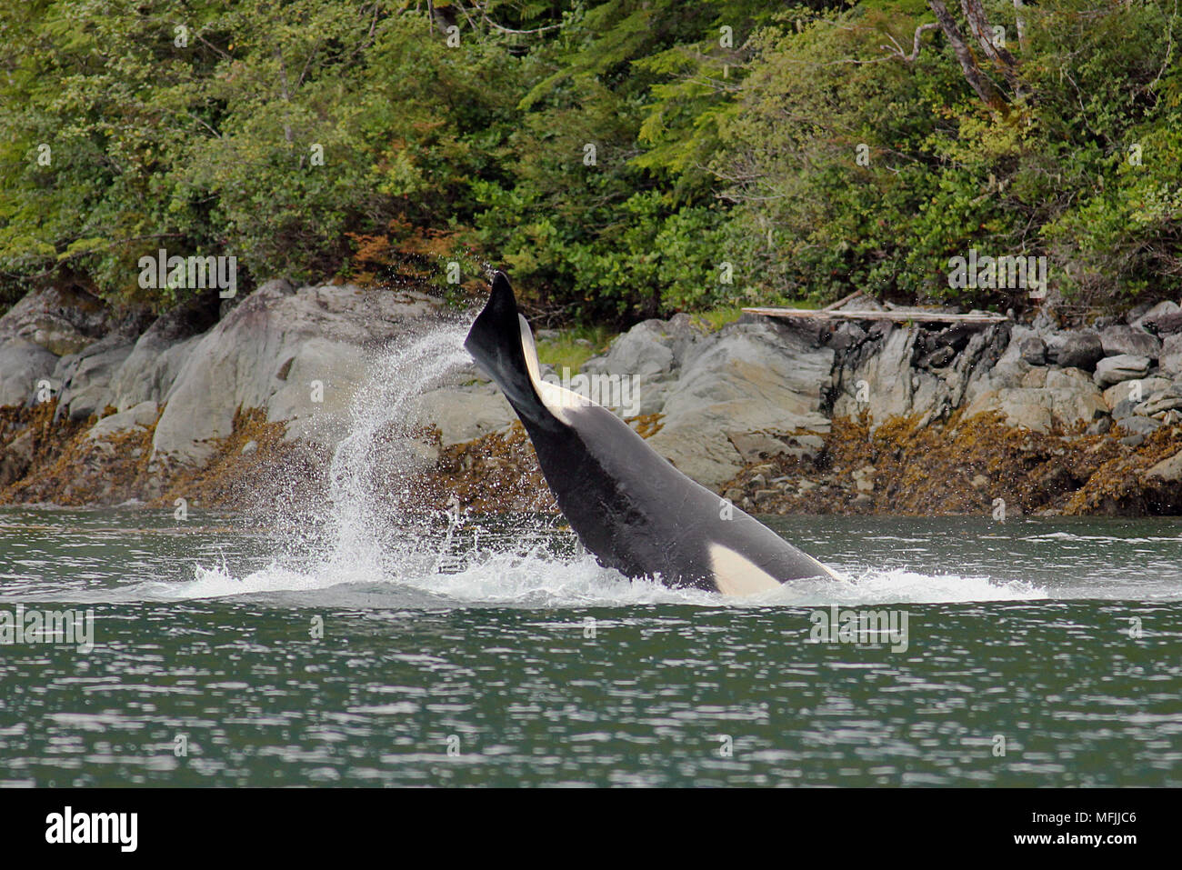 Épaulard (Orcinus orca) queue-slapping près de l'île de Vancouver sur la côte ouest du Canada Banque D'Images