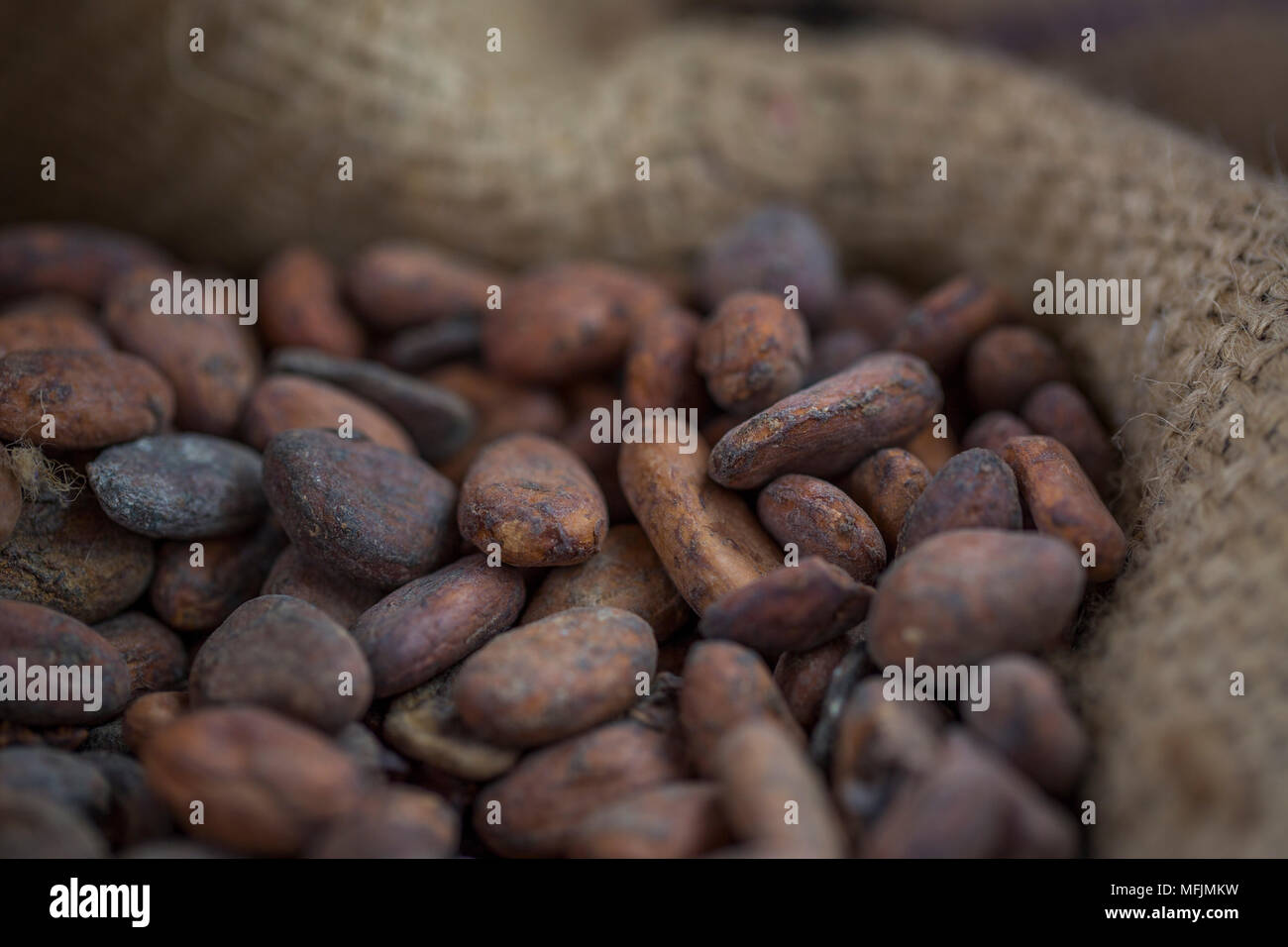 Les fèves de cacao dans un sac de jute. Banque D'Images