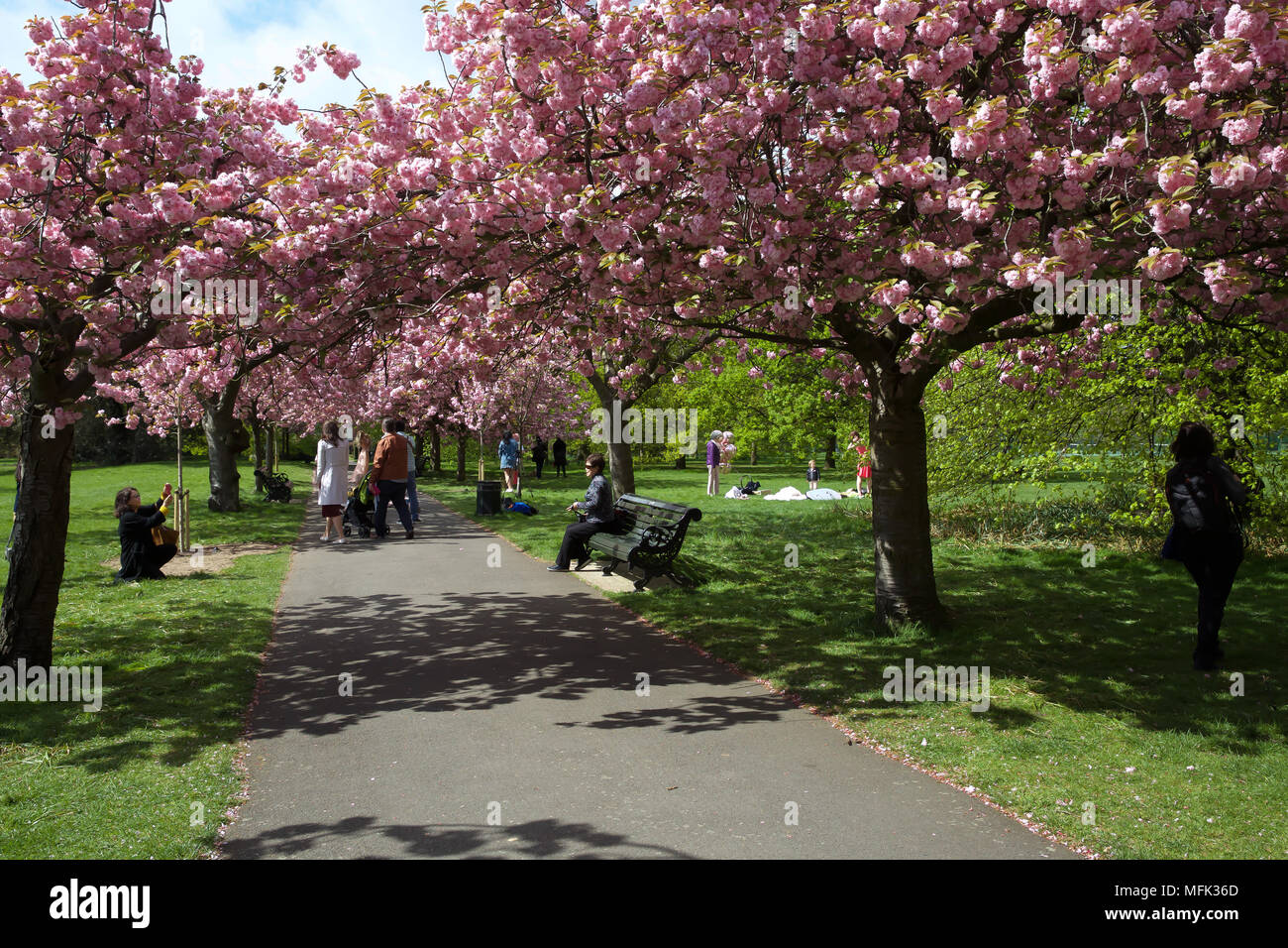 Londonuk26 Avril 2018les Gens Admirer Les Cerisiers Dans