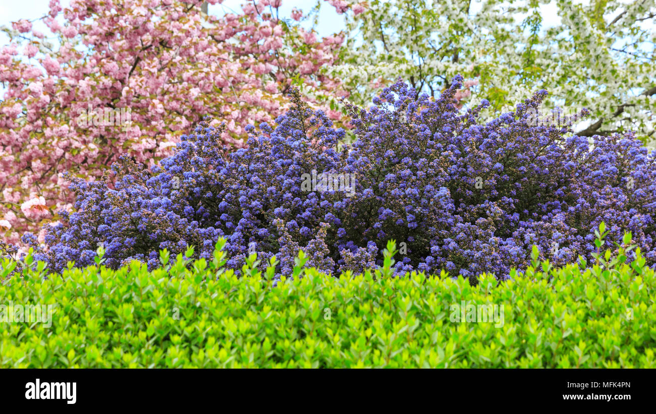 Lewisham Londres 26 Avril 2018 Trois Couleurs Printemps