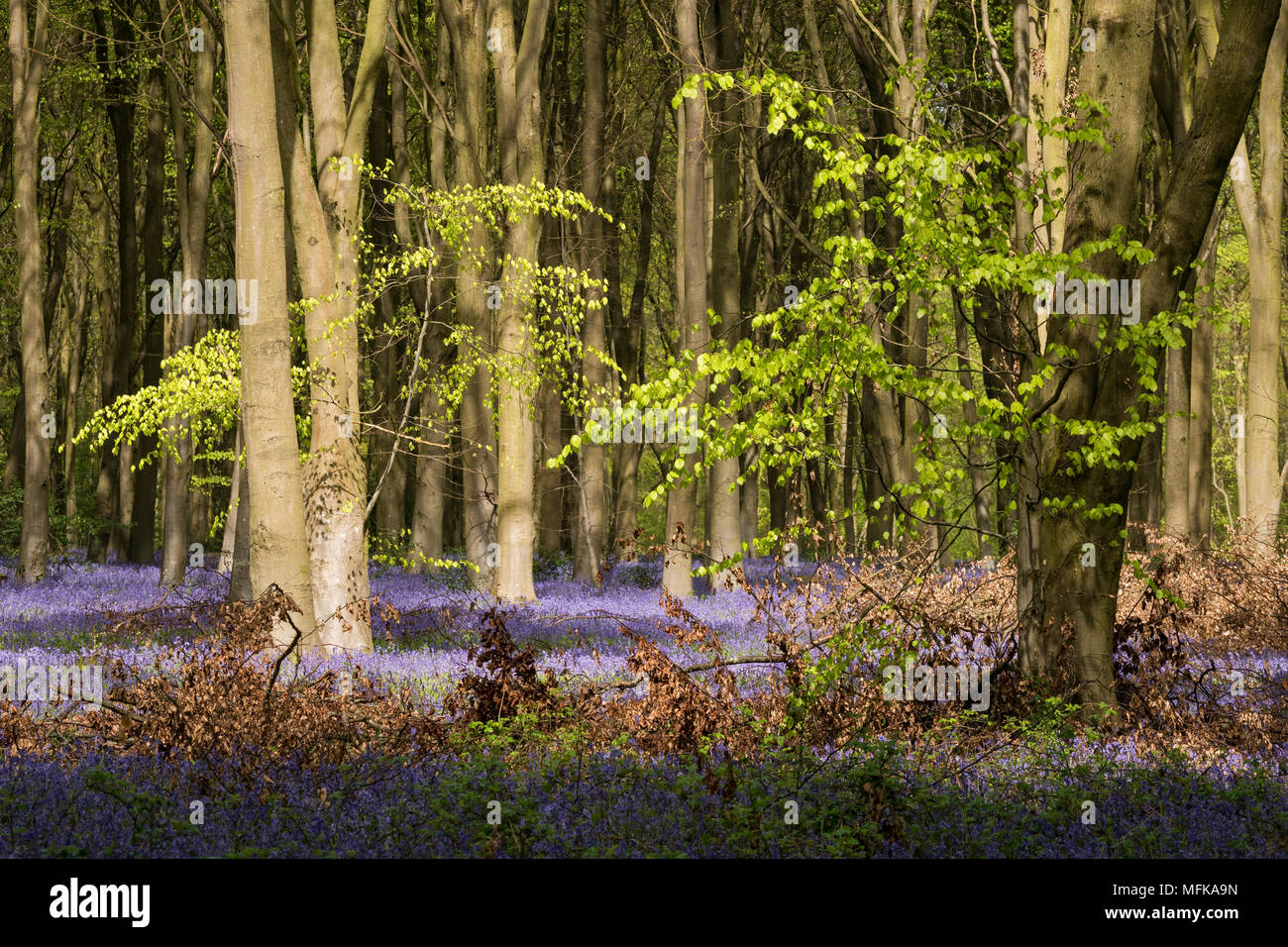 Micheldever, Hampshire. Apr 26, 2018. Météo France, le 26 avril 2018 - La lumière du soleil transperce une canopée de feuilles de Hêtre vert frais sur un tapis de jacinthes des bois (Hyacinthoides anglais non-scripta) dans les bois près de Micheldever dans le Hampshire, en Angleterre. Credit : RTimages/Alamy Live News Banque D'Images