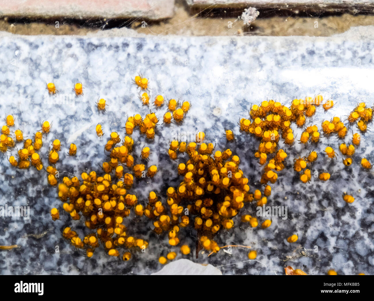Les Jeunes Araignees Issues Des œufs Dans Le Nid Colonie De Nouveau Ne Photo Stock Alamy Les Jeunes Araignees Issues Des œufs Dans Le Nid Colonie De Nouveau Ne Photo Stock Alamy