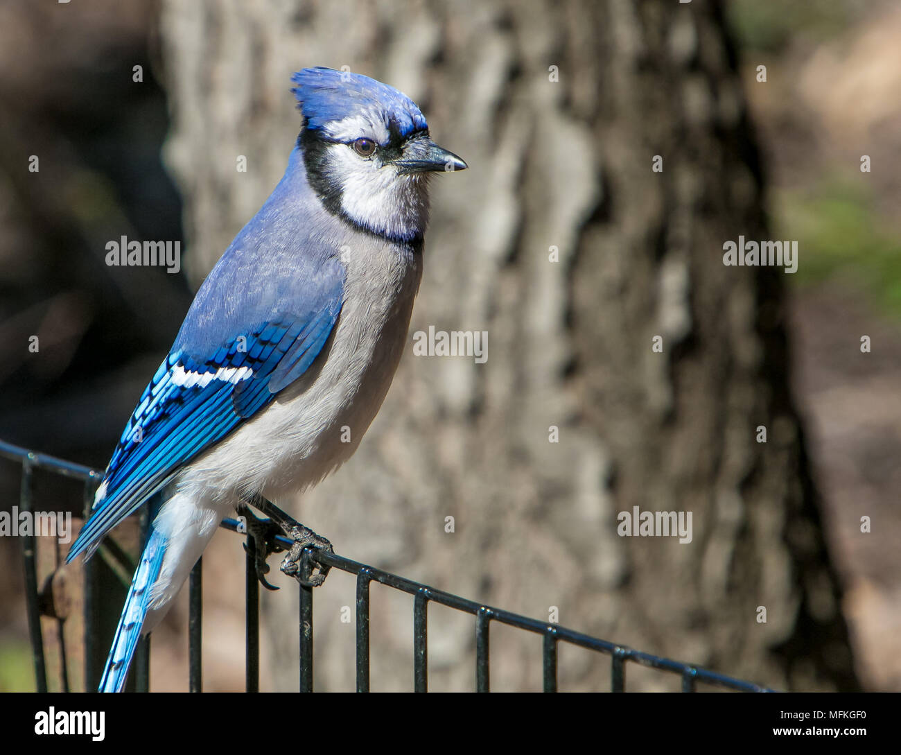 [Geai bleu Cyanocitta cristata] perché sur une clôture. Central Park, NYC. Banque D'Images