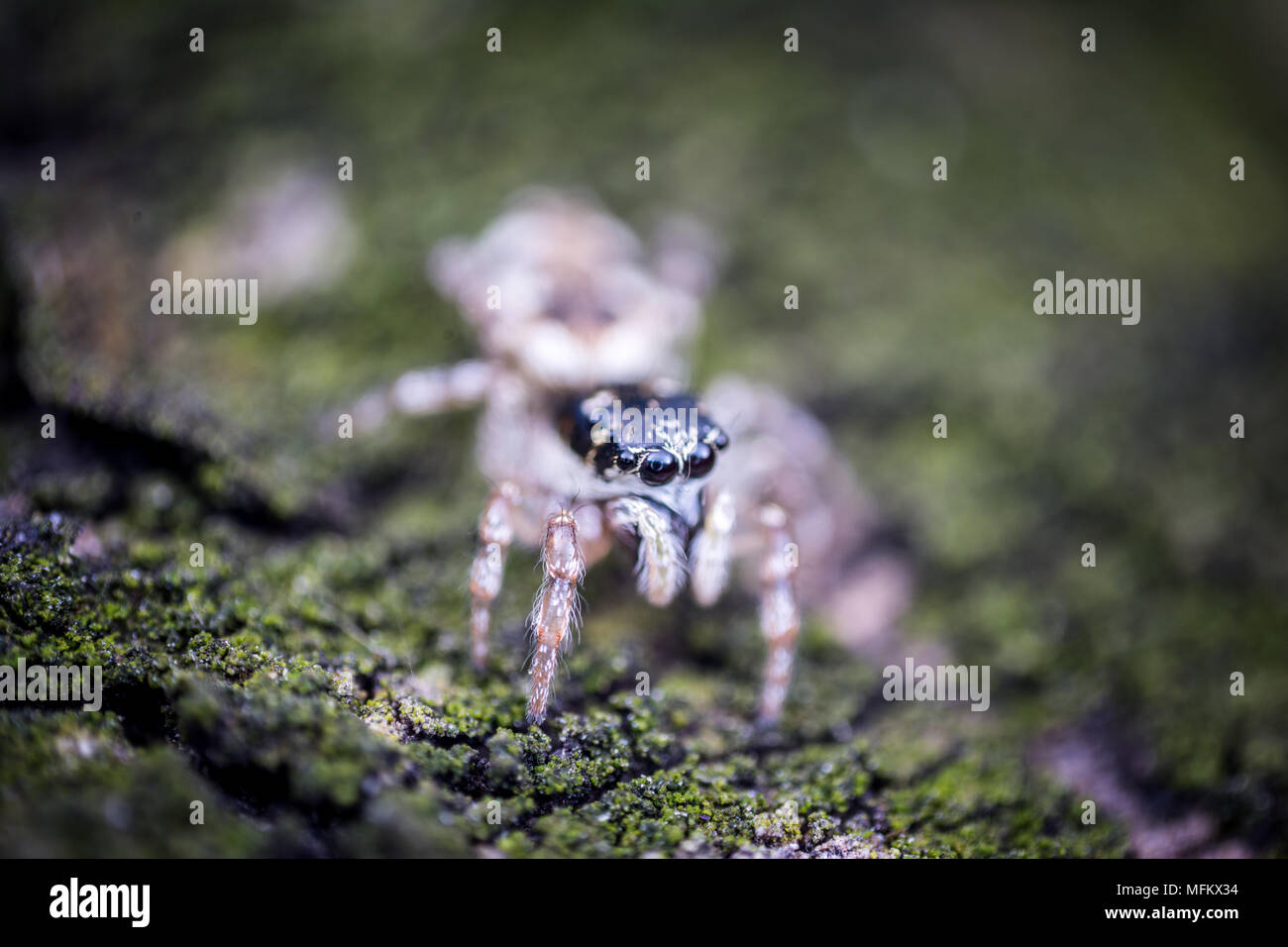 Thomisidae sur arbre vert macro extrême Banque D'Images