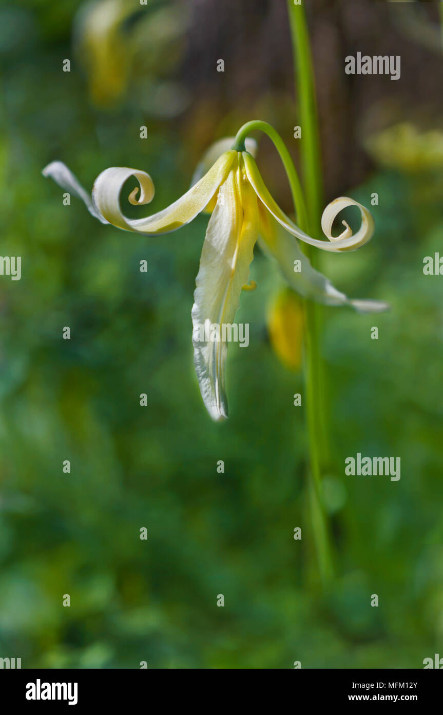 Gros plan du single white fawn lily fleur avec pétales recourbés lunatique en position verticale Banque D'Images Gros plan du single white fawn lily fleur avec pétales recourbés lunatique en position verticale Banque D'Images