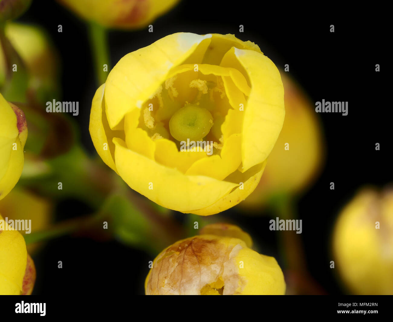 (Mahonia Mahonia aquifolium) flower close-up, montrant la stigmatisation et les étamines Banque D'Images