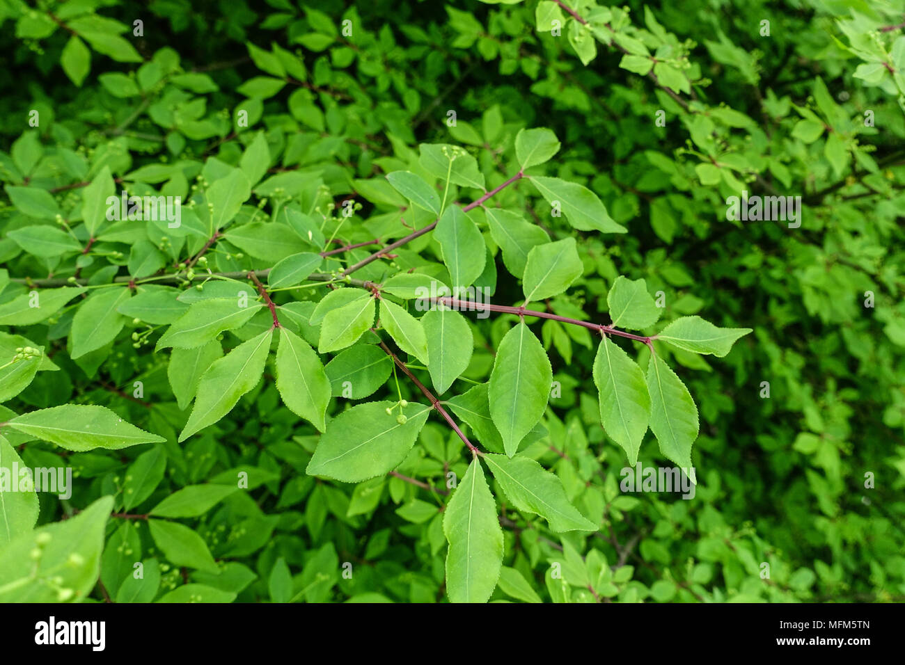 Euonymus alatus 'Compactus', des nouvelles feuilles au printemps Banque D'Images