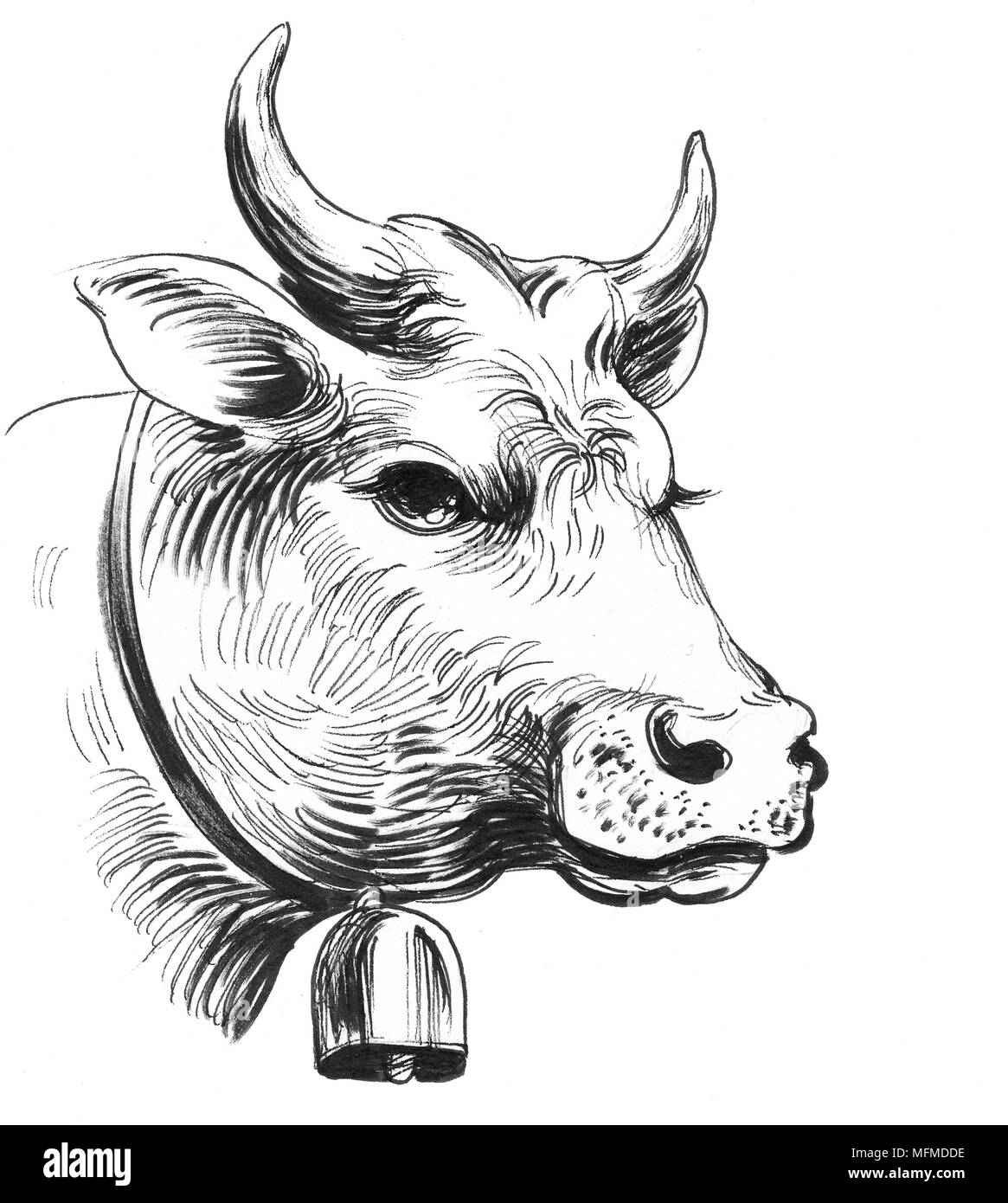 Cow Head. Illustration noir et blanc Encre Banque D'Images