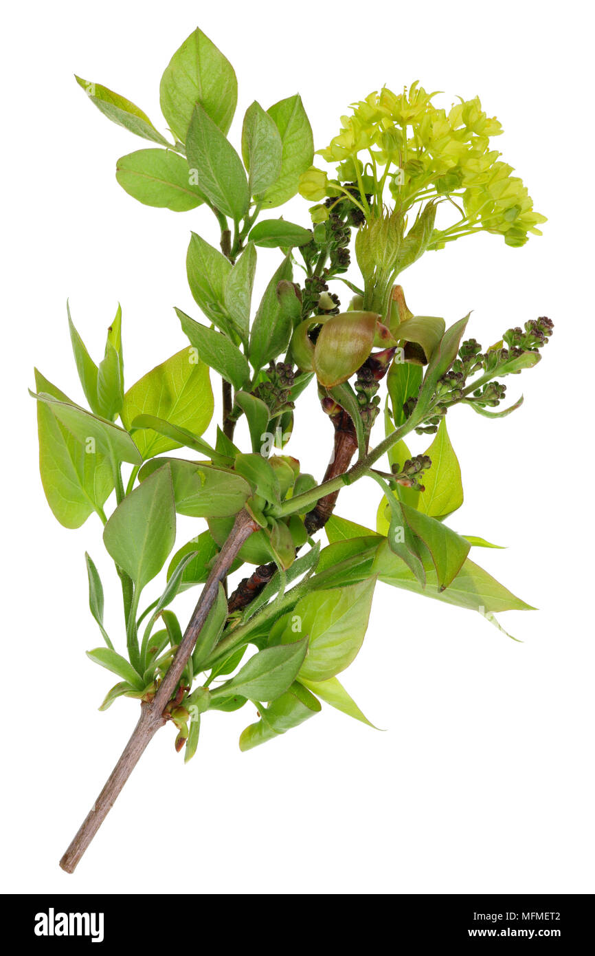 Une liasse de brindilles avec les jeunes feuilles fleurs et boutons. d'arbres européen de printemps. Isolé sur un plan macro studio blanc Banque D'Images