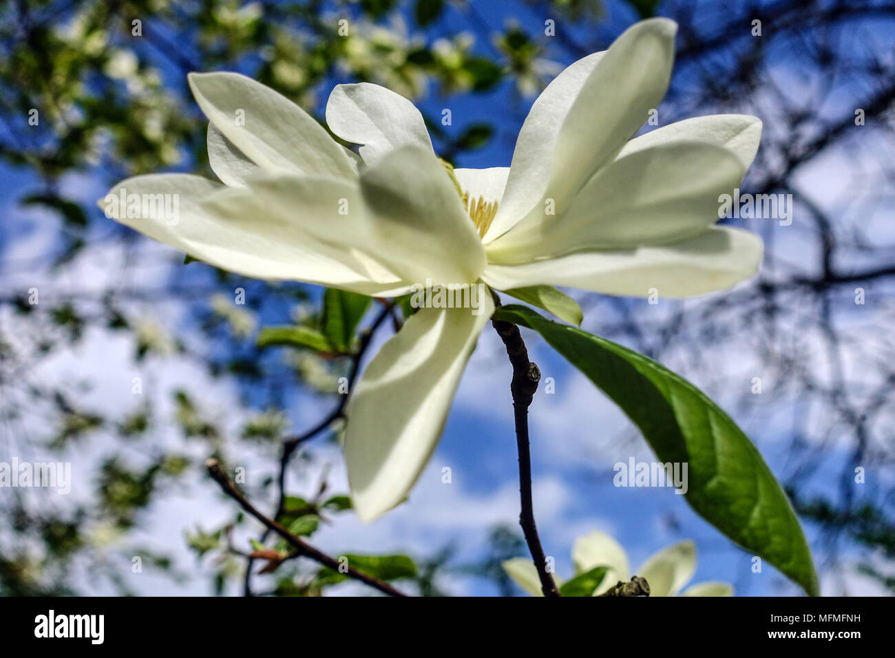 Gold Star Magnolia Magnolia stellata, étoile d'or, fleur fleurs blanc bokeh Banque D'Images