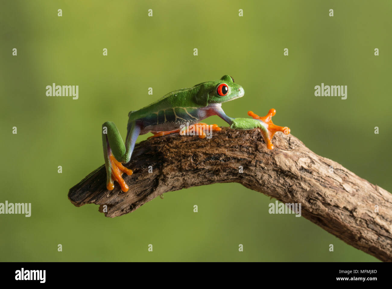 Red eyed tree frogs dans une configuration de studio Banque D'Images