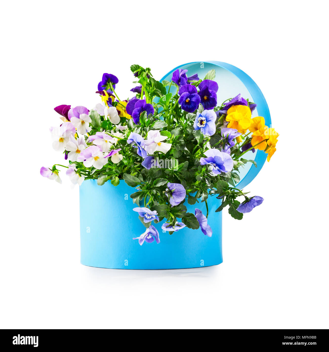Boîte cadeau bleu avec fleur sur isolé sur fond blanc chemin de détourage inclus. Jardin de printemps Viola tricolor comme maison de vacances présents et la fête des mères Banque D'Images