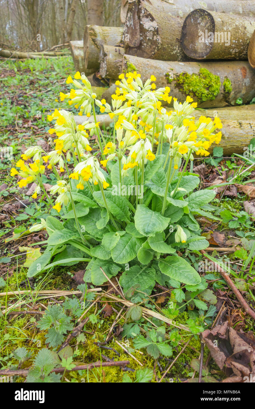 (Primula veris) Cowslips croissant sur une réserve naturelle dans le Herefordshire UK campagne. Avril 2018. Banque D'Images